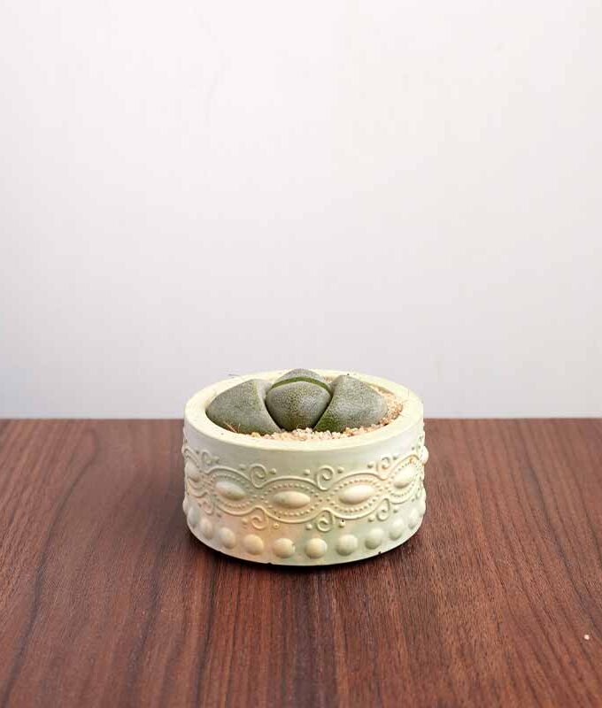 Lithops (Living Stones)