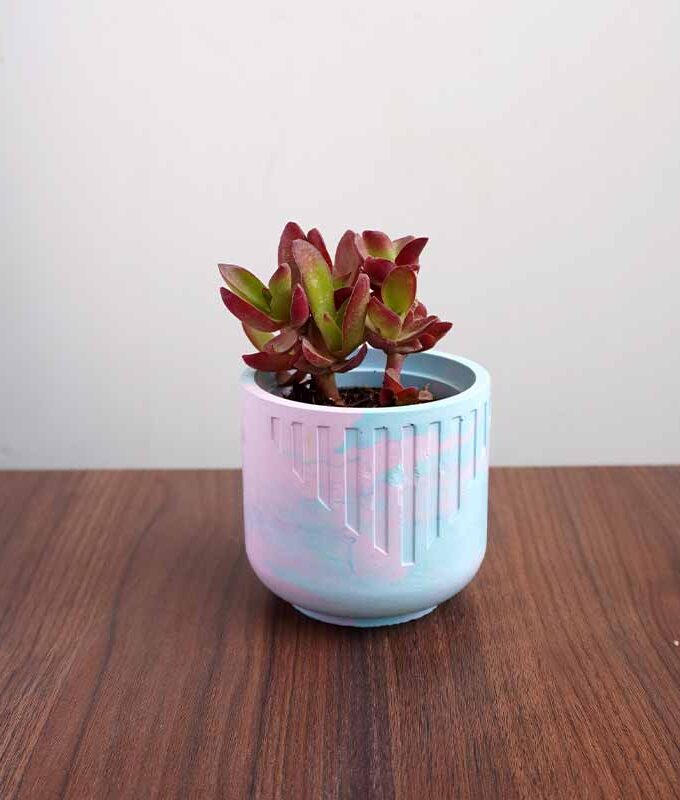 Crassula ‘Campfire’