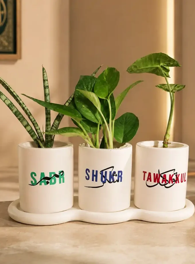 Lush Trio